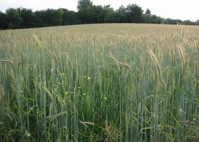 Prázdninový dům In Near Nature Reserve Bemelen